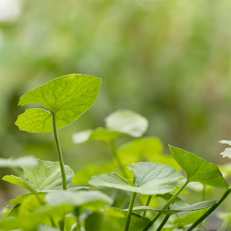 Aziatische waternavel (Centella Asiatica)